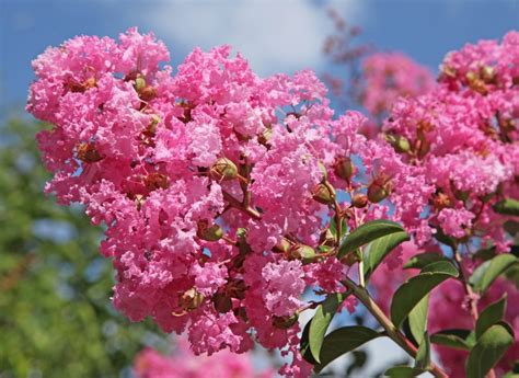 La Floraison De 6 Roses En Fin De Saison Jardin De Grand Meres