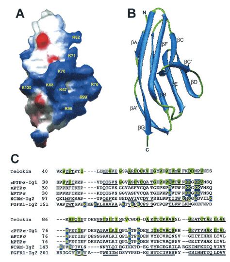 Structural Model Of The Ig Domain Of Cptp And Sequence Alignment