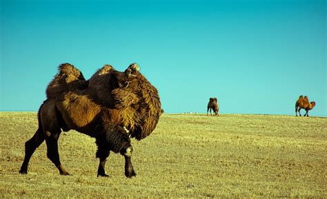 Animal Camel Portrait - Free photo on Pixabay - Pixabay