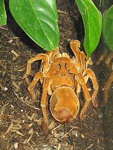 Goliath birdeater - Wikipedia