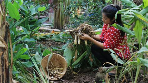 Digging Arrowroot Behind My Home Easy And Simple Arrowroot Recipe