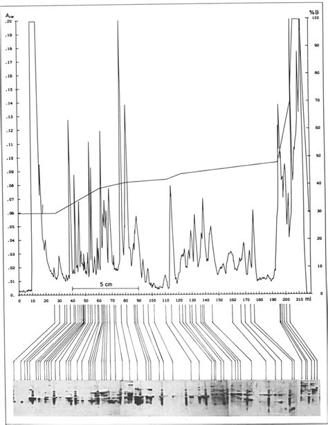 Discontinuous Reversed Phase Hplc With Columns Of Different Lengths And Download Scientific