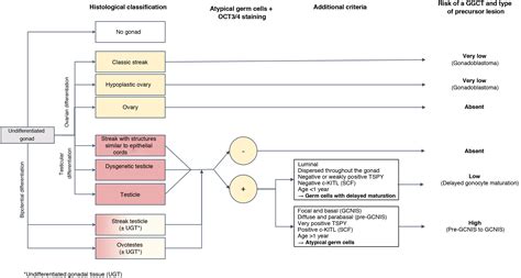 Consensus Guide On Prophylactic Gonadectomy In Different Sex