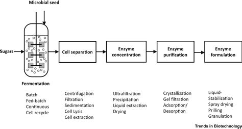 Industrial Enzymology The Next Chapter Trends In Biotechnology