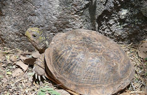 Turtle Pictures: Desert box turtle - Terrapene ornata luteola