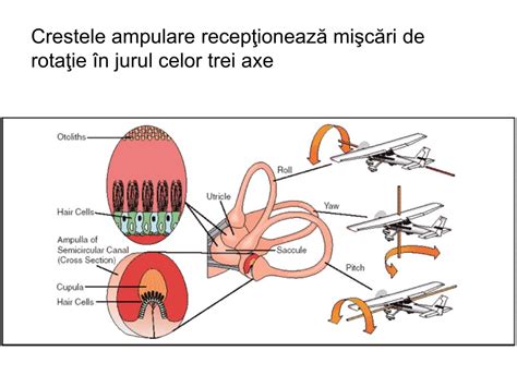 Ppt Ana Lizator Acustico Vestibular Powerpoint Presentation Free