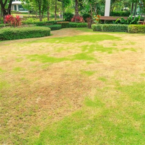 The Complete Guide To Brown Patch In Lawns Gecko Green Lawn Care And Pest Control