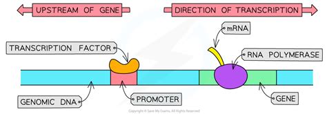 Cie A Level Biology复习笔记1633 Gene Control Transcription Factors 翰林国际教育