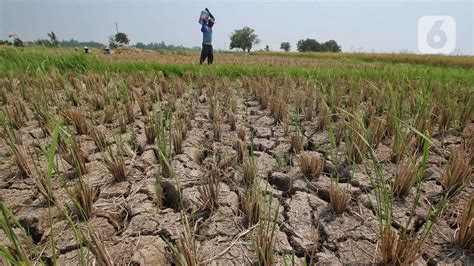 BMKG Puncak El Nino Di Bulan September Dan Oktober Ini News Liputan6