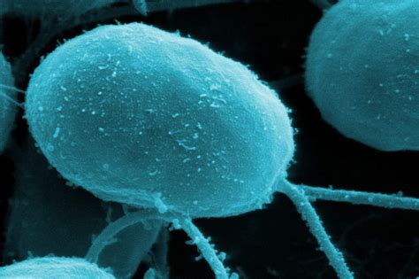 Spore Reproduction in Plants and Other Organisms