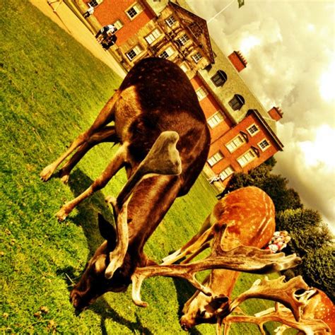 Deer at Dunham Massey | Lion sculpture, Statue, Art