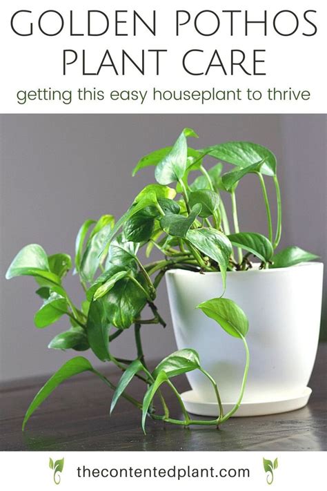 Read This Printable Golden Pothos Care Guide For Complete Instructions