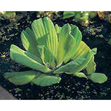 Pistia stratiotes