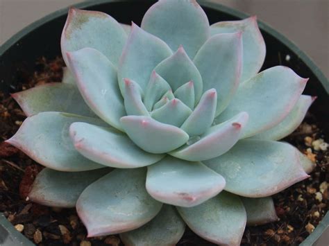 Echeveria Blue Bird World Of Succulents