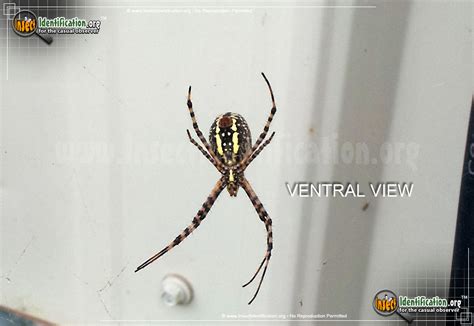 Black And Yellow Garden Spider