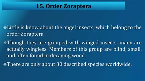 Insects classification | PPT