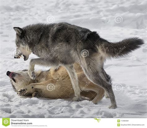 Wolf Pack Playing in the Snow. Stock Image - Image of mammal, canine ...