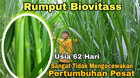 Terbaik Rumput Biovitass Bank Pakan Unggulan Saat Ini Youtube