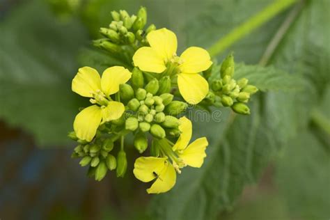 Flor Da Mostarda Foto De Stock Imagem De Naughty Grama 54731026