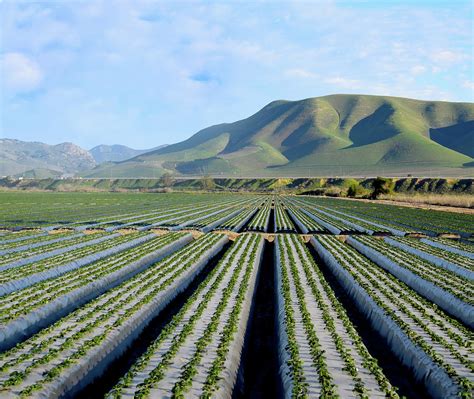 Strawberry Fields Forever Photograph by Floyd Snyder - Pixels