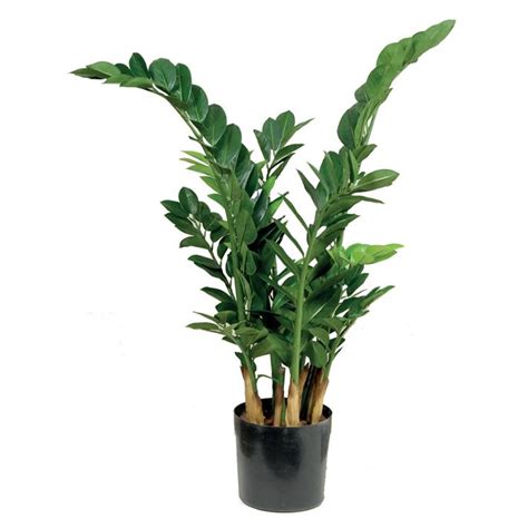 Zamia Zamioculcas Zamiifolia Zamioculcas Zamioculcas Zamiifolia