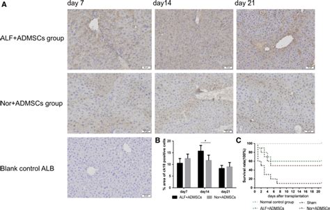 Immunohistochemical Staining For Ck In Alf Mouse Liver Tissues