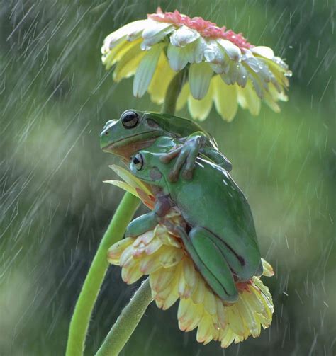 Un photographe a capturé un cliché montrant deux grenouilles s enlacer