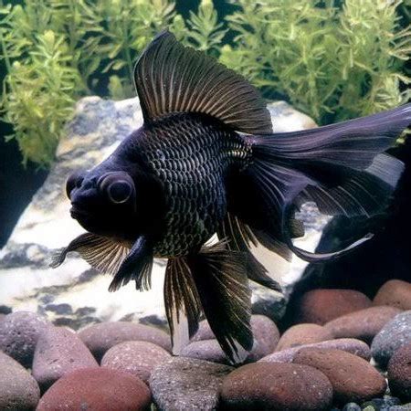 Jual ikan mas koki black moor buldog - Kota Bekasi - benih ikan hadi ...