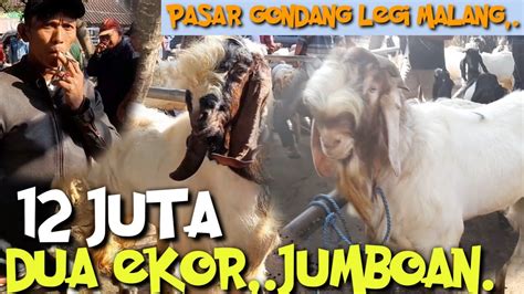 UPDATE HARGA KAMBING JANTAN HARI INI PASAR HEWAN GONDANG LEGI