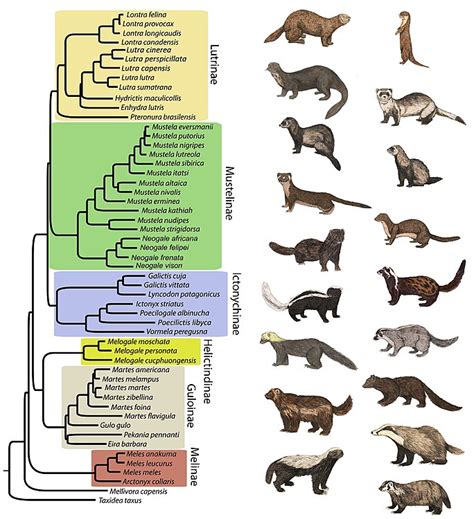 Mustelidae - Wikipedia