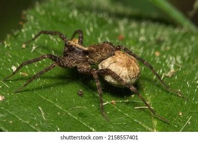 492 Wolf spider eggs Images, Stock Photos & Vectors | Shutterstock