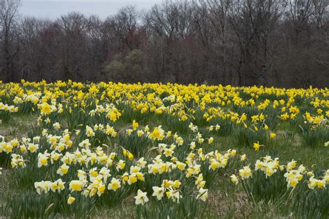 Naturalized Daffodils Colorblends®