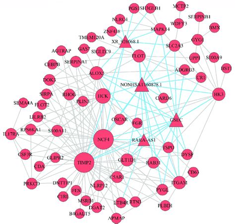 Co Expression Mrna Lncrna Network In The Turquoise Module The Circular