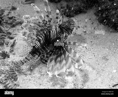 Common Lionfish Pterois Volitans In The Red Sea Stock Photo Alamy