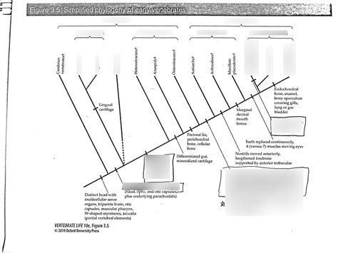 Simplified Phylogeny Of Early Vertebrates Diagram Quizlet