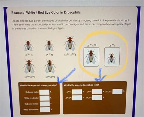 Solved Example: White / Red Eye Color in Drosophila Please | Chegg.com