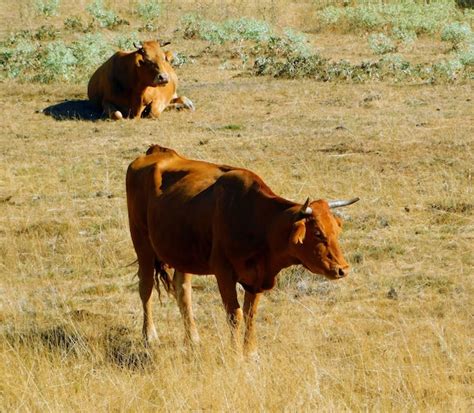 Vacas Pastando En Un Campo Foto Premium