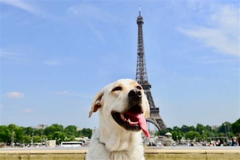 Más De 150 Nombres Para Perritas Y Perritos Negros