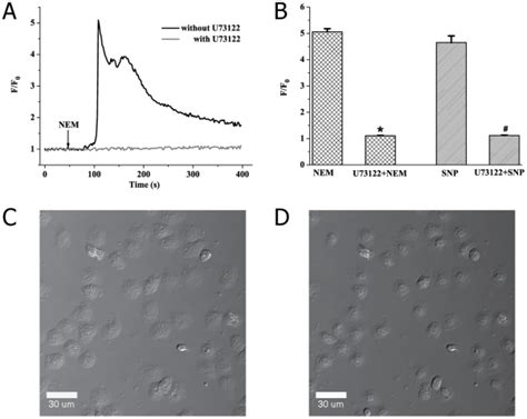 A Representative Tracings Of Ca C Elevation Induced By Nem