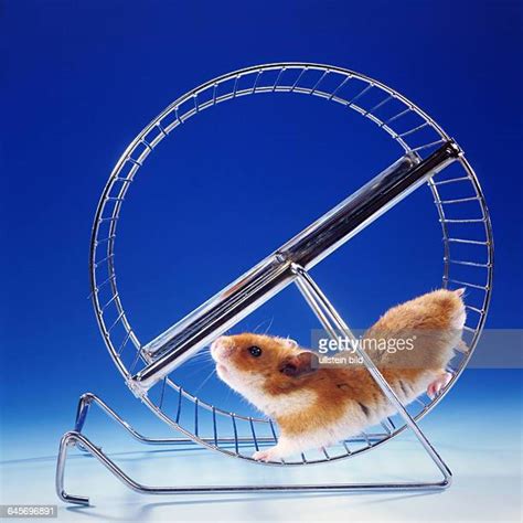 Hamsterrad Fotografías E Imágenes De Stock Getty Images