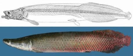 Arapaima, the World's Largest Freshwater Fish - Paperblog