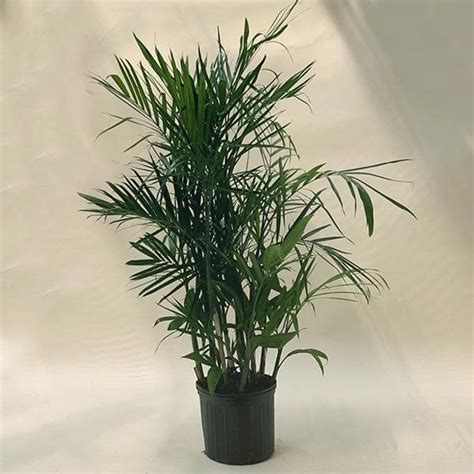 Buy Chamaedorea Seifrizii Bamboo Palm Plant Online From Nurserylive