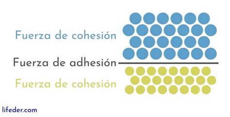 Fuerza de cohesión concepto características ejemplos