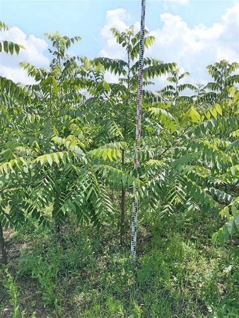 Бархат амурский "Phellodendron" купить по цене 4500 рублей от питомника ...