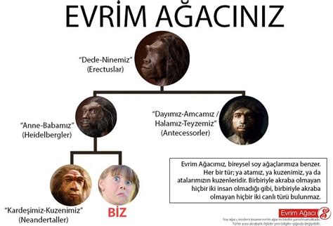 Evrim Ağacı On Twitter Evrimi Anlamanın Ve Anlatmanın Birçok Kolay