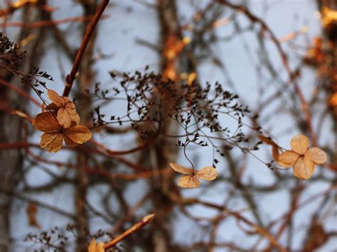 Free Images Tree Nature Branch Blossom Snow Winter Sun