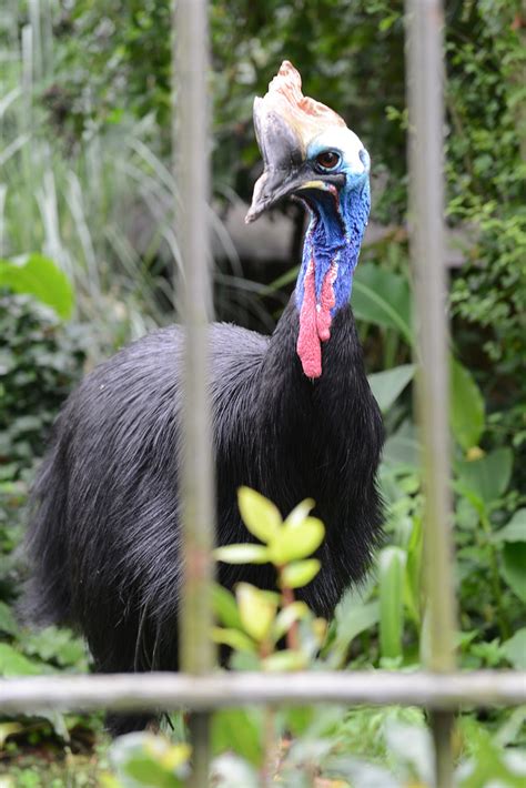 Small Animal Talk: How to survive a cassowary attack