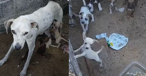 Questa Mamma Cane Abbandonata D Da Mangiare Ai Suoi Cuccioli Sotto Una