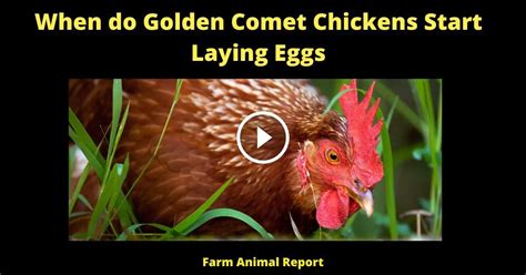 When Do Golden Comet Chickens Start Laying Eggs