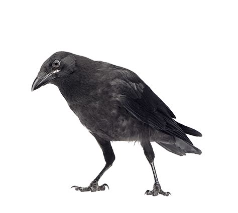 DRESS CROW